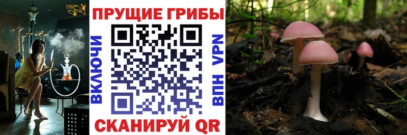 Галлюциногенные грибы Psilocybine cubensis Лабинск